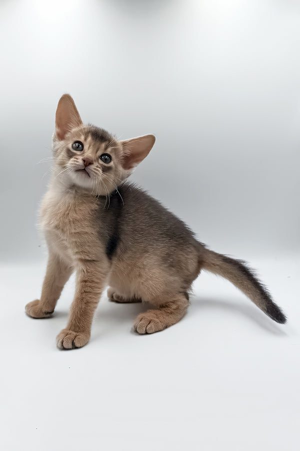 Jerry | Abyssinian Kitten