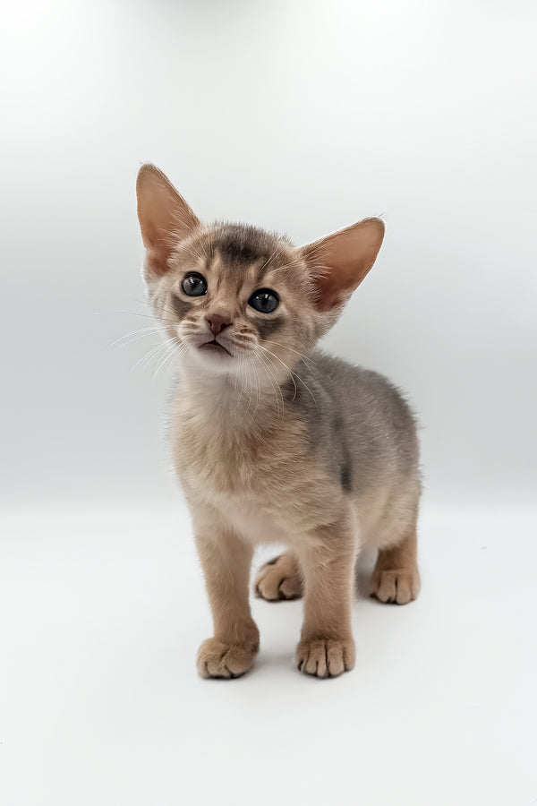 Jerry | Abyssinian Kitten