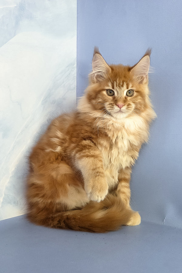 Jerry | Maine Coon Kitten