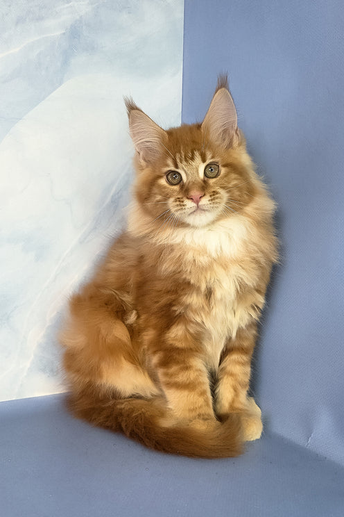 Jerry | Maine Coon Kitten