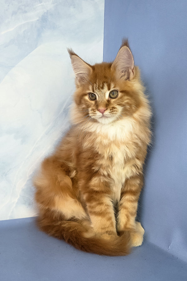 Jerry | Maine Coon Kitten