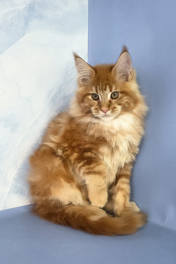 Jerry | Maine Coon Kitten