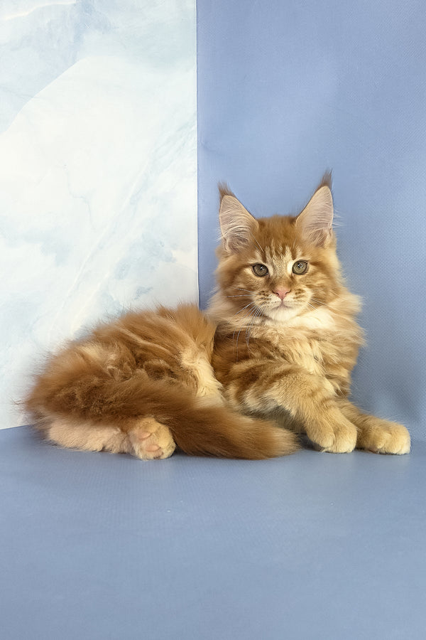 Jerry | Maine Coon Kitten