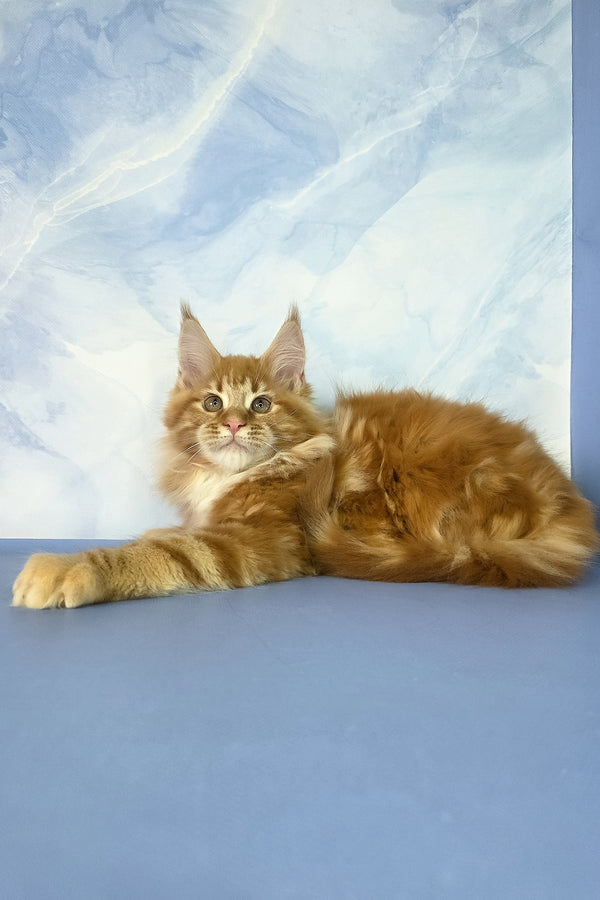 Jerry | Maine Coon Kitten