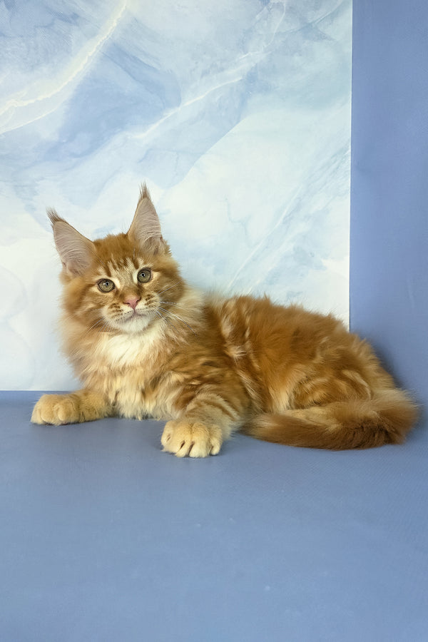 Jerry | Maine Coon Kitten