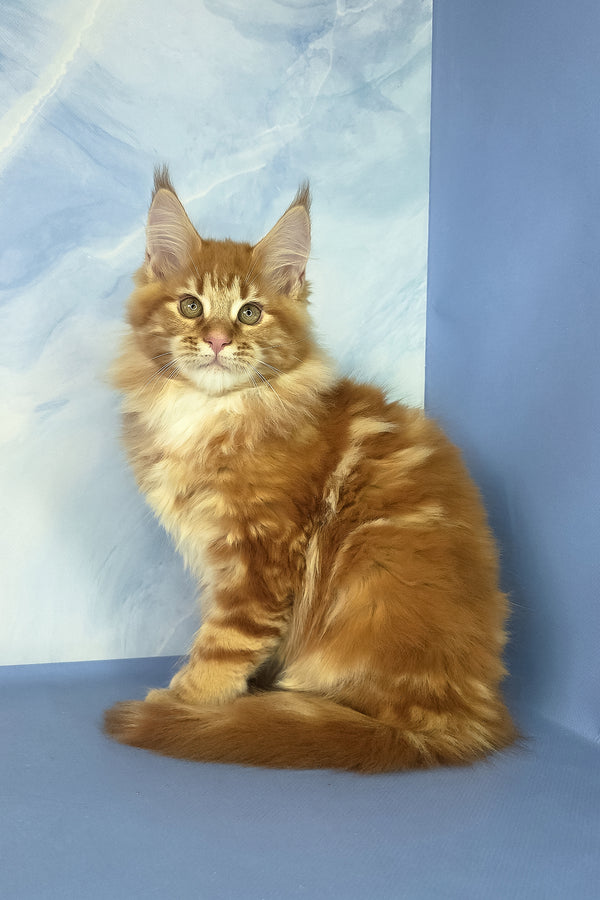 Jerry | Maine Coon Kitten