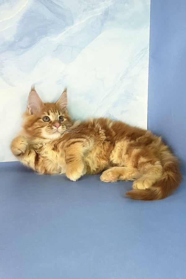Jerry | Maine Coon Kitten