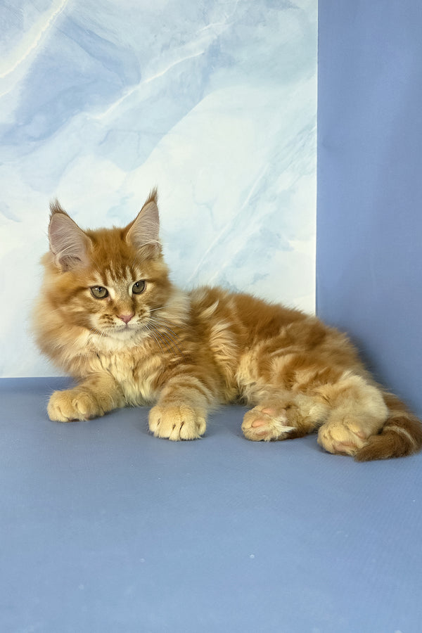 Jerry | Maine Coon Kitten