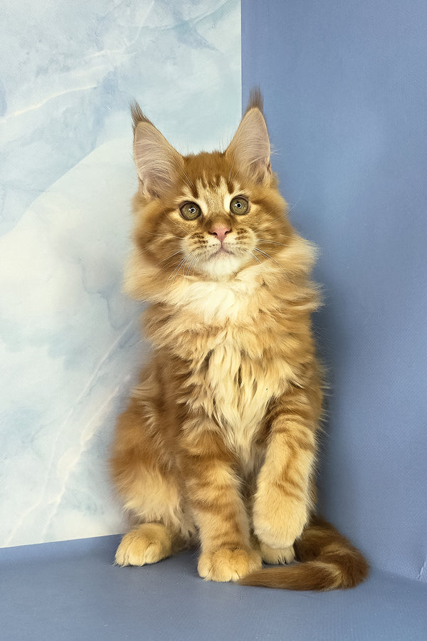 Jerry | Maine Coon Kitten