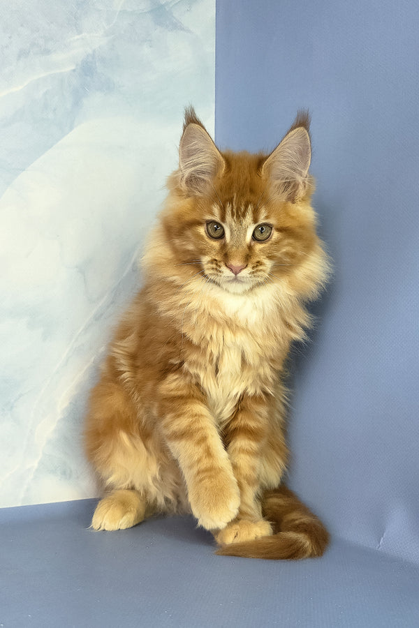 Jerry | Maine Coon Kitten