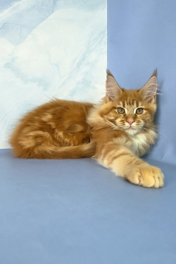 Jerry | Maine Coon Kitten