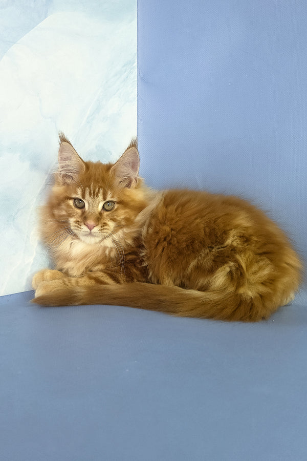Jerry | Maine Coon Kitten