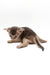 Jerry | Abyssinian Kitten