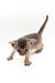 Jerry | Abyssinian Kitten