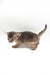Jerry | Abyssinian Kitten