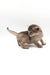 Jerry | Abyssinian Kitten