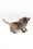 Jerry | Abyssinian Kitten