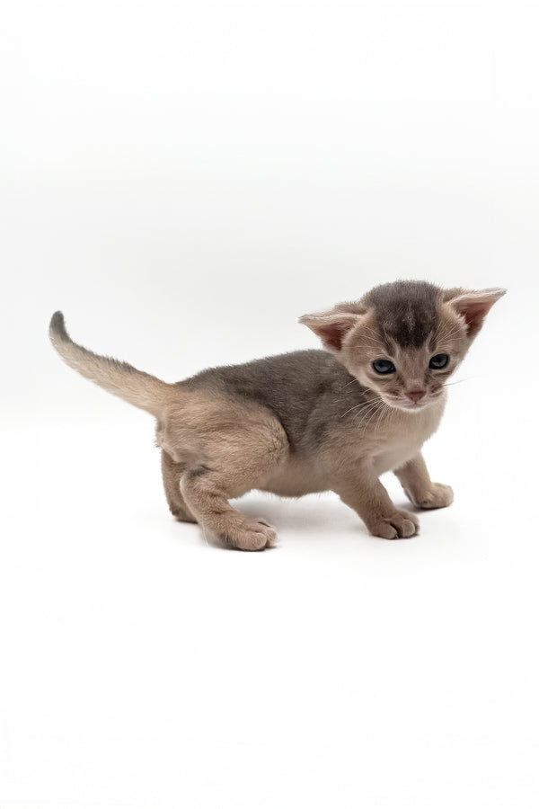Jerry | Abyssinian Kitten