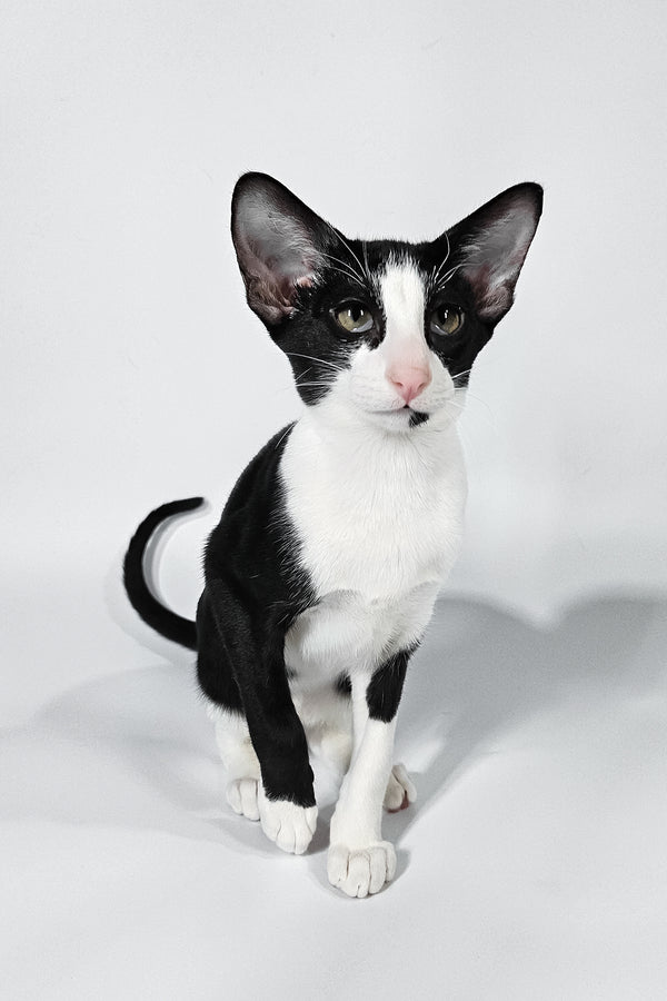 Jerry | Oriental Shorthair Kitten