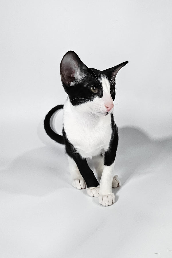 Jerry | Oriental Shorthair Kitten