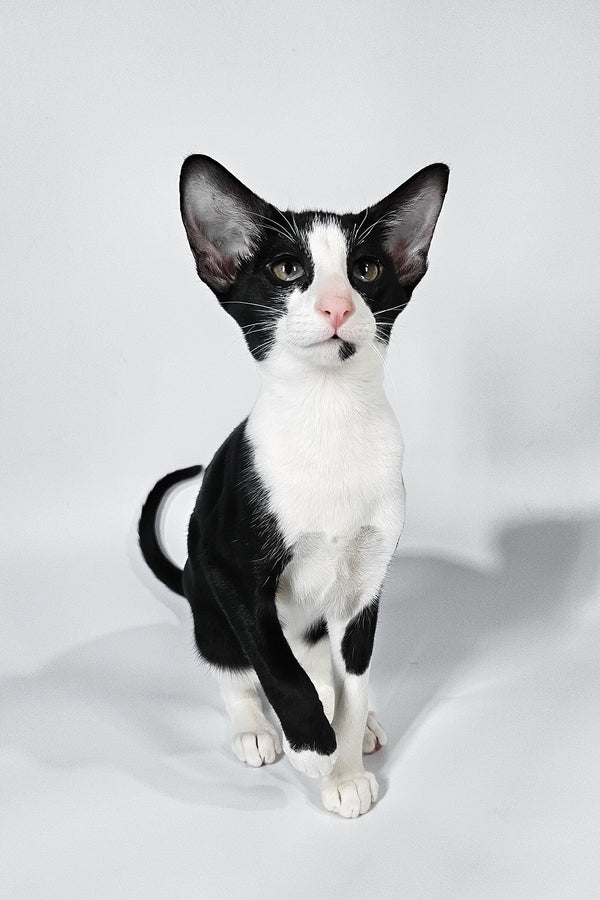 Jerry | Oriental Shorthair Kitten