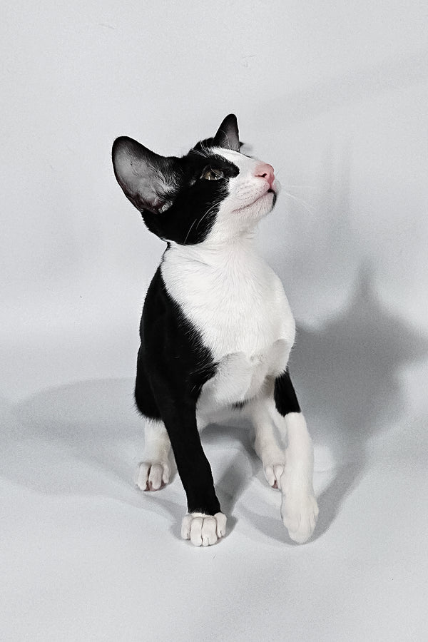 Jerry | Oriental Shorthair Kitten