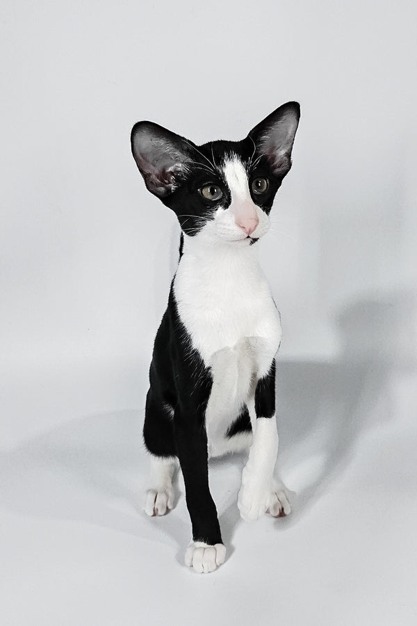 Jerry | Oriental Shorthair Kitten