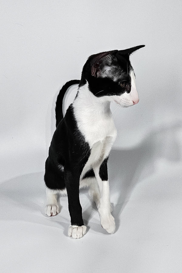 Jerry | Oriental Shorthair Kitten