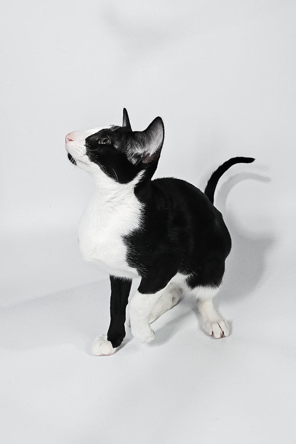 Jerry | Oriental Shorthair Kitten