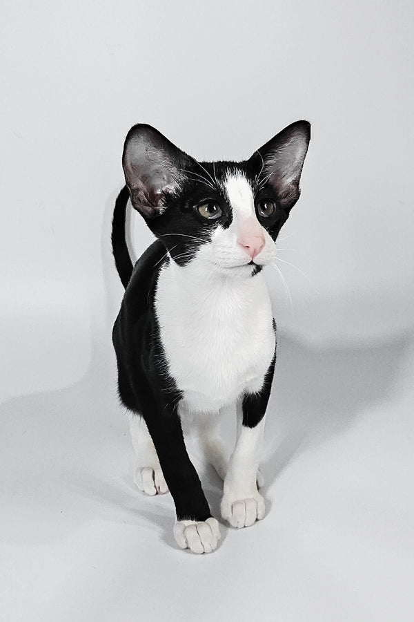 Jerry | Oriental Shorthair Kitten