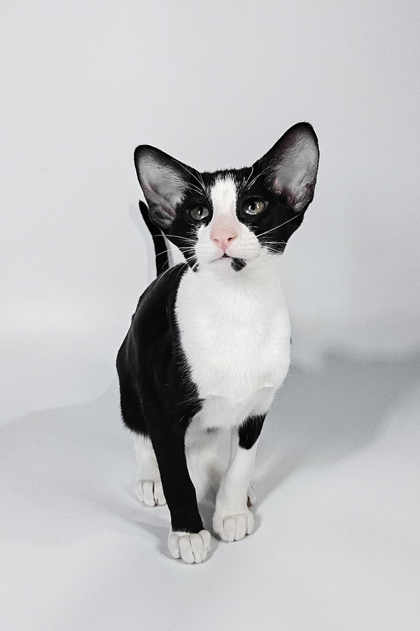 Jerry | Oriental Shorthair Kitten