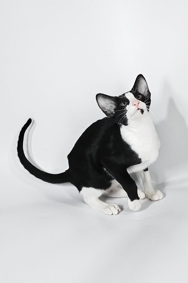 Jerry | Oriental Shorthair Kitten