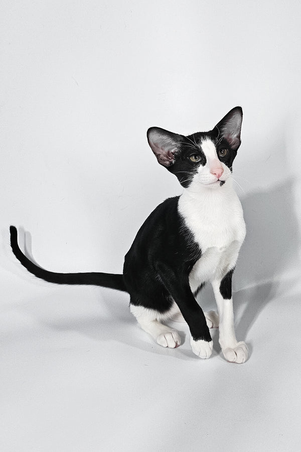 Jerry | Oriental Shorthair Kitten