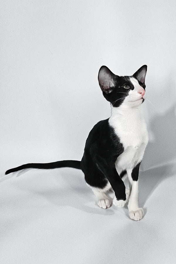 Jerry | Oriental Shorthair Kitten