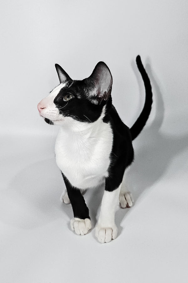 Jerry | Oriental Shorthair Kitten
