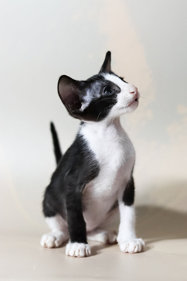 Jerry | Oriental Shorthair Kitten