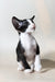 Jerry | Oriental Shorthair Kitten