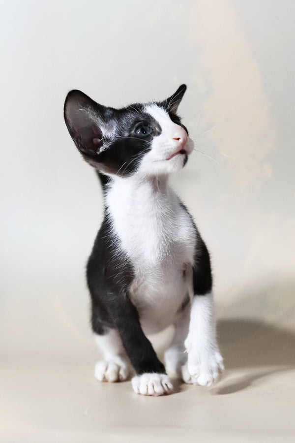 Jerry | Oriental Shorthair Kitten