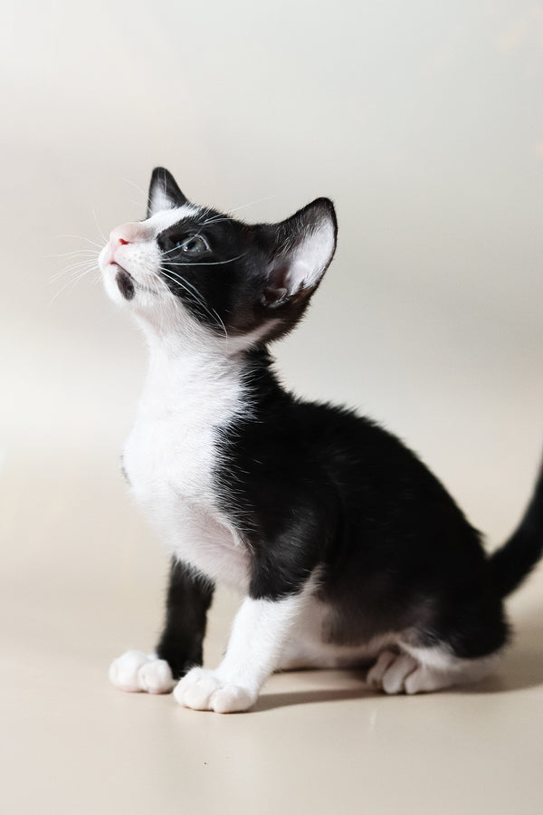 Jerry | Oriental Shorthair Kitten