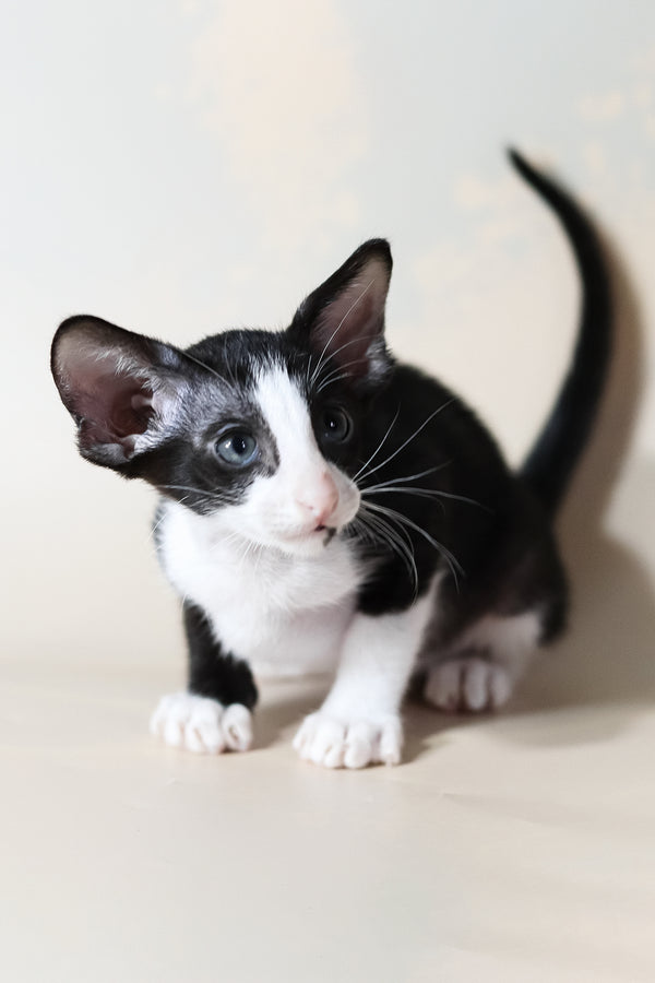 Jerry | Oriental Shorthair Kitten