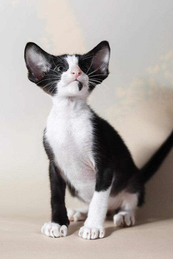 Jerry | Oriental Shorthair Kitten