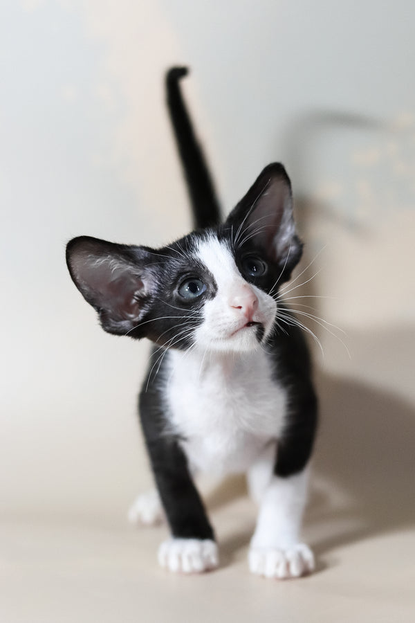 Jerry | Oriental Shorthair Kitten