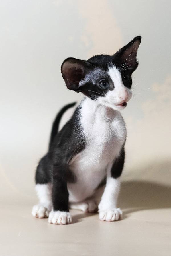 Jerry | Oriental Shorthair Kitten