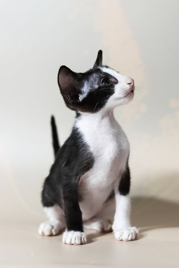 Jerry | Oriental Shorthair Kitten