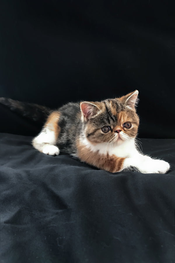 Jesefine | Exotic Shorthair Kitten