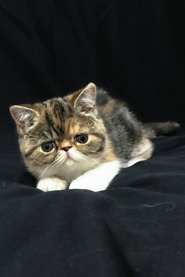 Jesefine | Exotic Shorthair Kitten