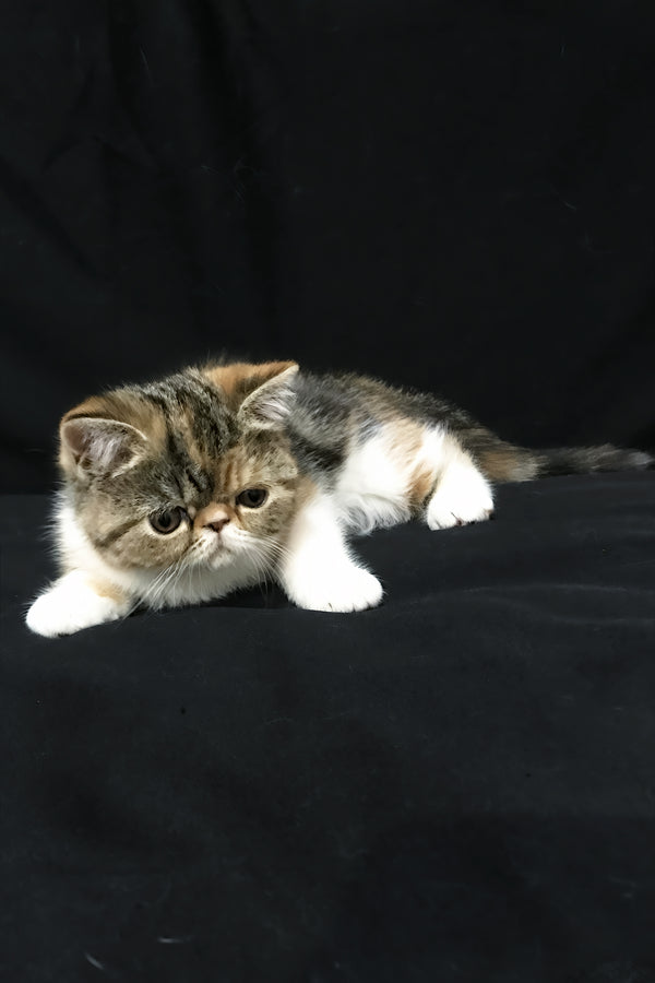 Jesefine | Exotic Shorthair Kitten