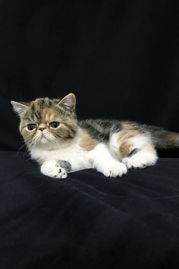 Jesefine | Exotic Shorthair Kitten