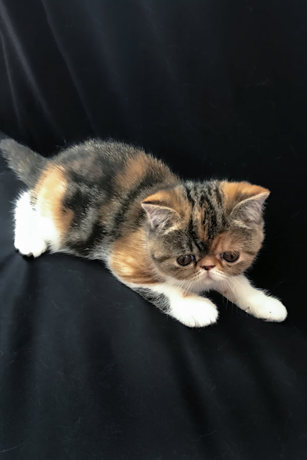Jesefine | Exotic Shorthair Kitten