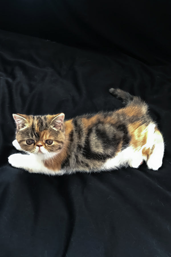 Jesefine | Exotic Shorthair Kitten